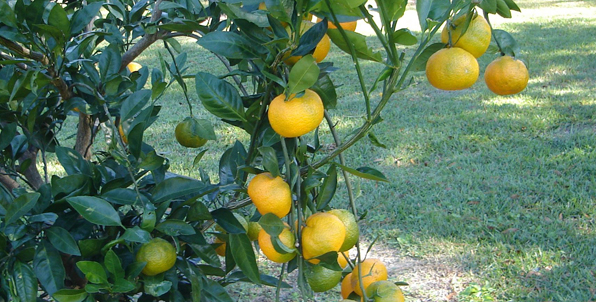Satsumas on the Tree