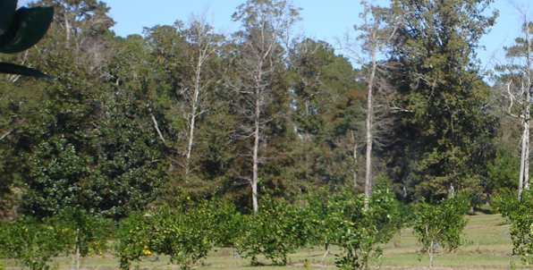 Satsuma Tree Grove