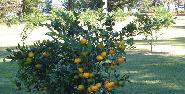 Satsuma Tree