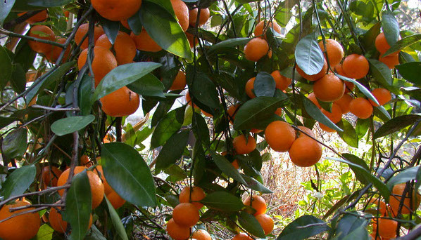 Satsuma Tree closeup